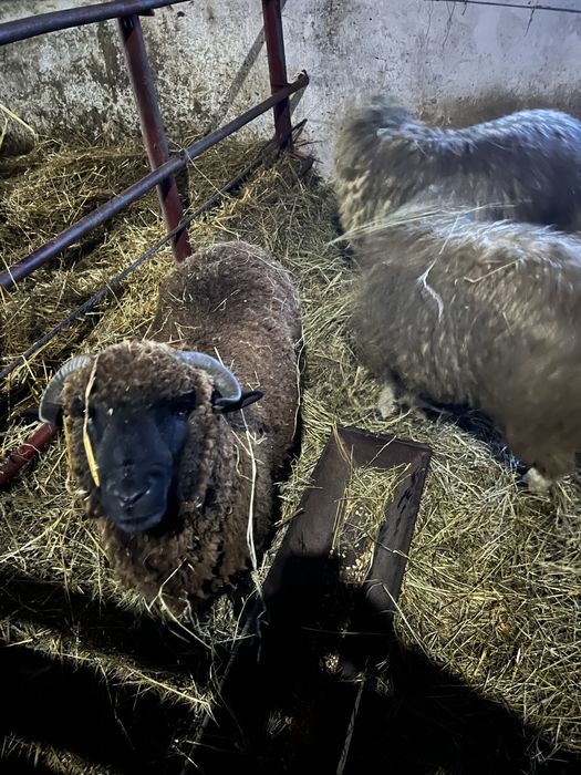 Doi berbeci de vanzare varsta un an metis carne