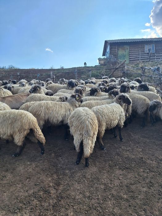Vând 115 de oi rasa țurcana