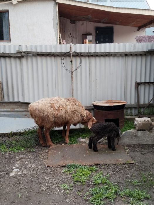 4 Козылы койлар сатылады