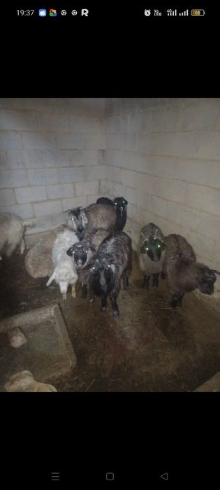 Ешкілер сатылады!!!