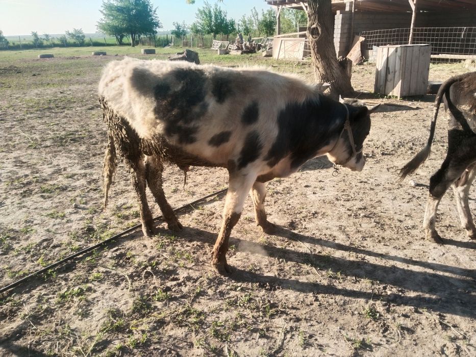 Букалар сатылады