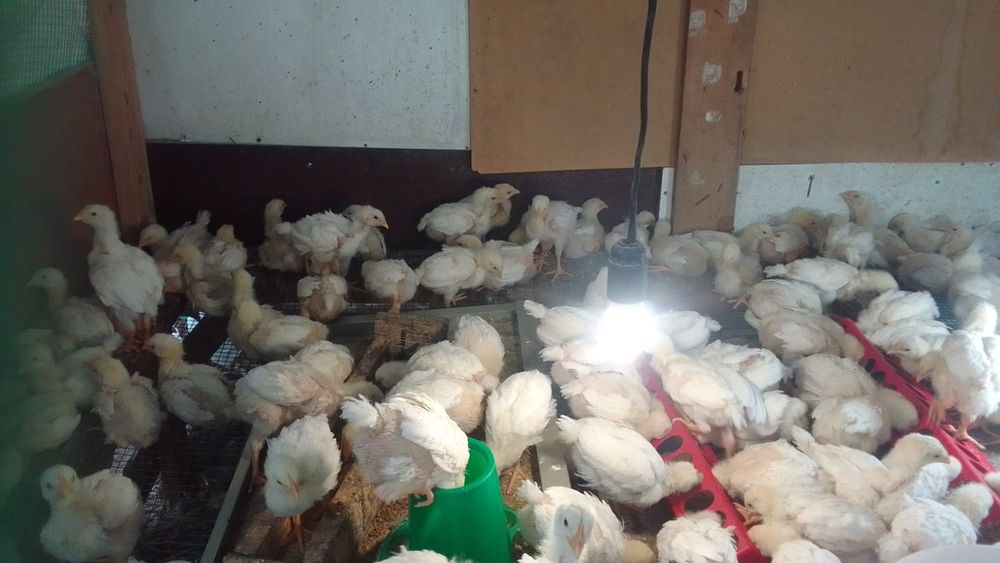 Продам цыплят бройлеров