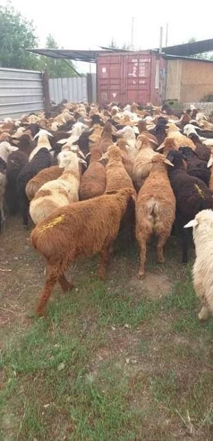 Продам мясисистых Барашков