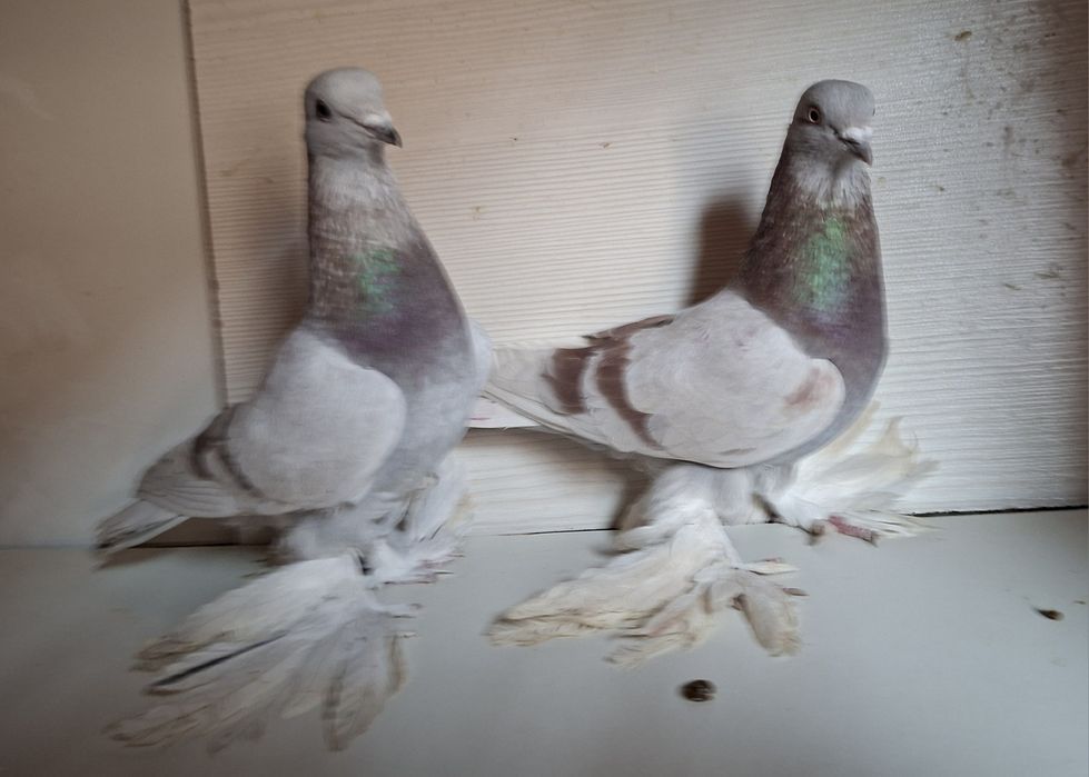 Голуби летноигровые
