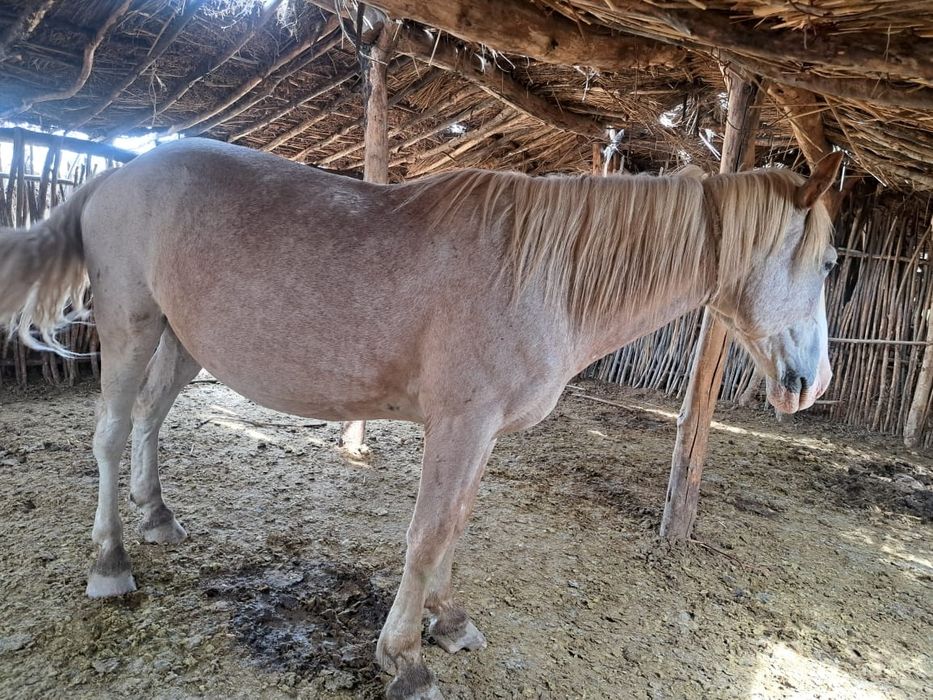 ат пішпе 8 ЖАСАР