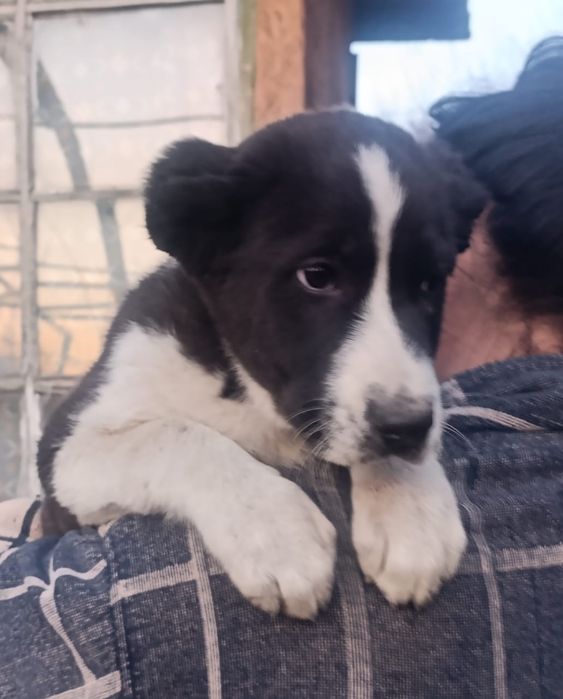 Продам щенка Алабая САО