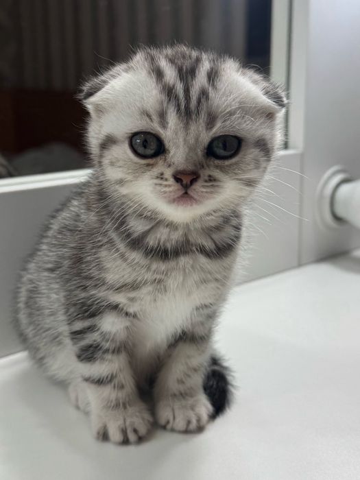 вислоухая кошечка ищет дом