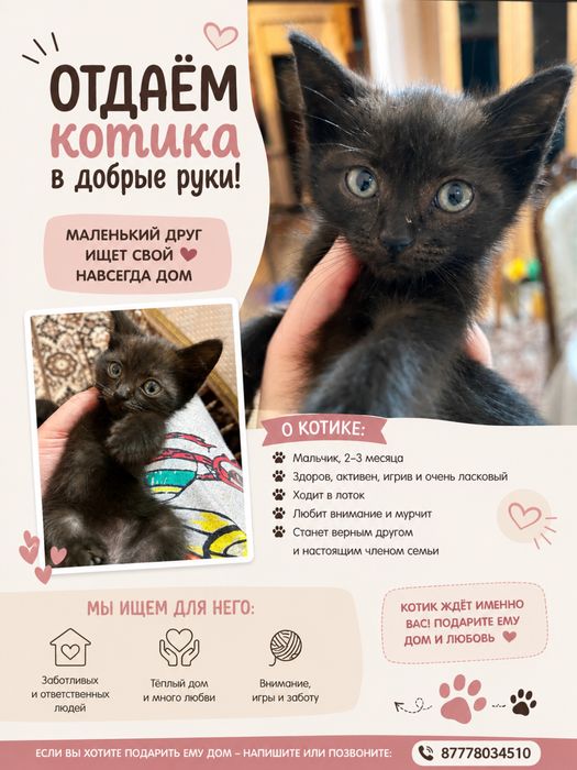 В добрын руки котенка
