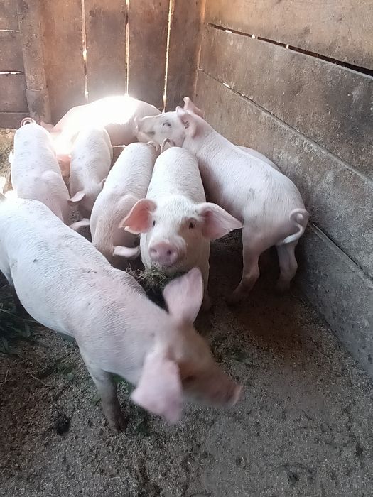 Продам поросят..