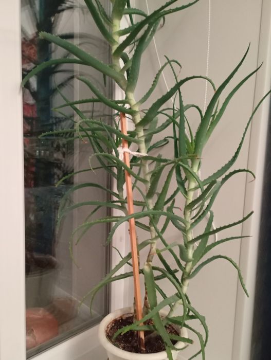 Продам Алоэ классический