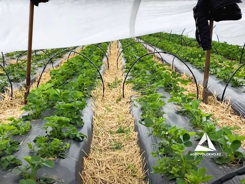 Черное белое агроволокно