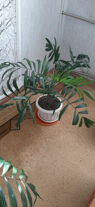 Продаю пальму Арека