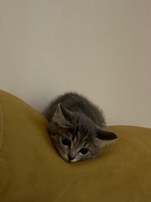 Котенок 4 месяца