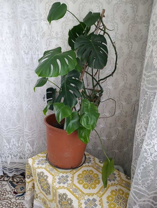 Monstera deliciosa