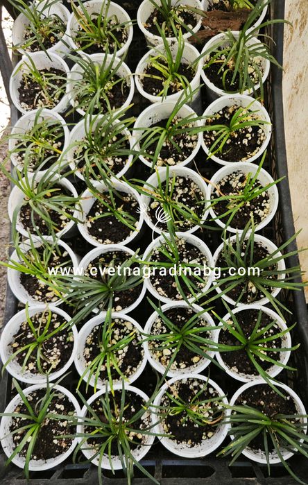 Синя момина сълза - Офипогон Японский