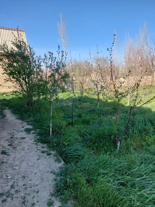 Участок сотилади 2 та тайор хонаси бор