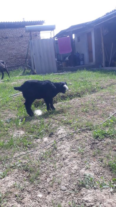 Sotiladi 2ta bolasiyam qiz