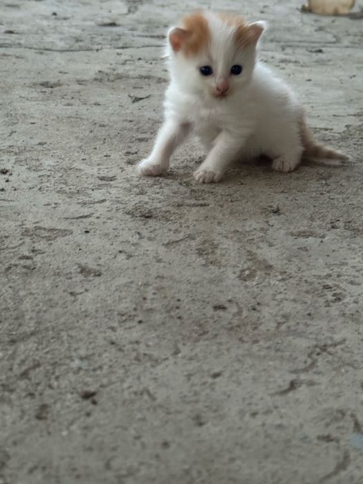 Отдам кошку котят в добрые руки