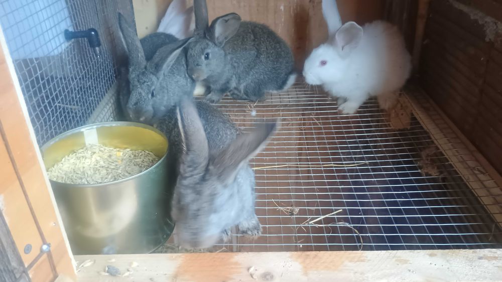 Белгийски великан