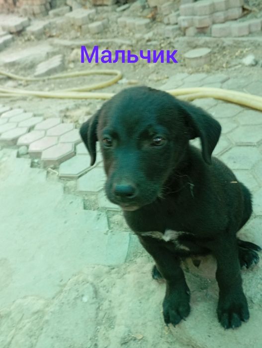 Щенки в хорошие руки