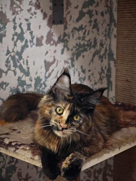 Пушистое счастье в ваш дом