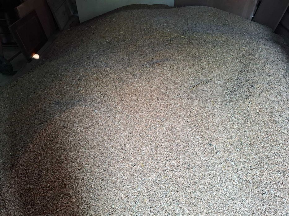 Triticale de vânzare, prod. 2026