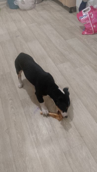 В заботливые руки