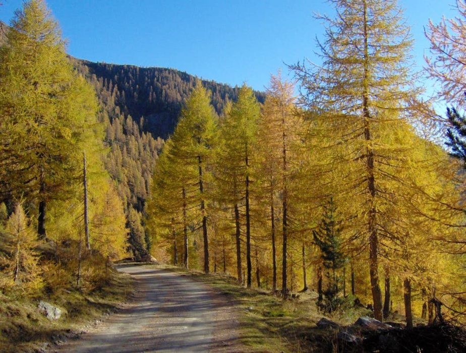 Puieti larice-Larix decidua- "Brad galben" sau "paulownia coniferelor"
