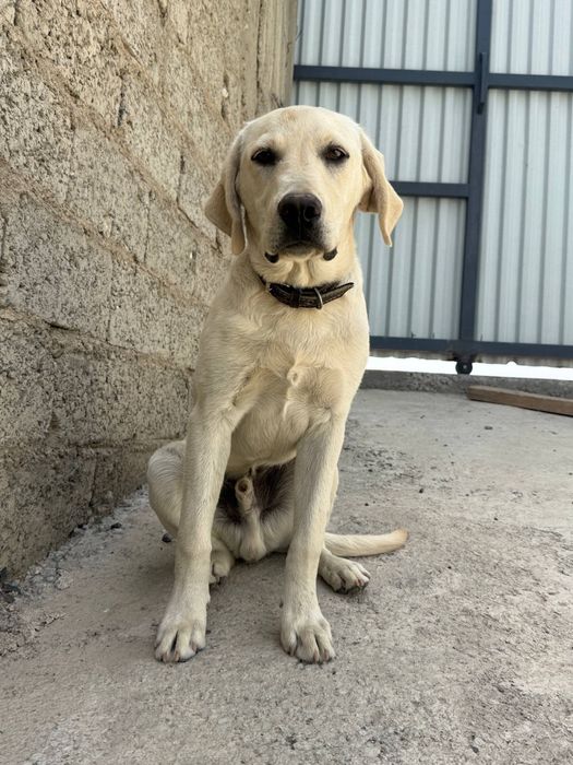 Sobaka poroda Labrador. Juda aqilli kuchuk. 5 oylik. Ota onasi klubniy