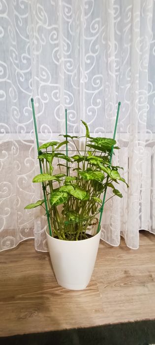 Комнатные ратения