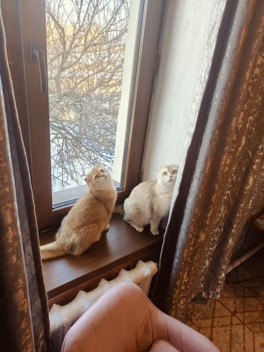 Котёнок Шотландская шиншилла