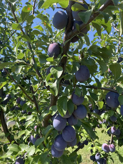 Vand prune Tuleu Gras pt compot