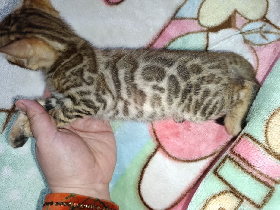 Бенгальские котята