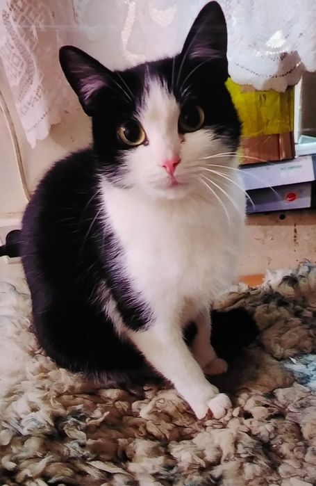 Кошки в добрые руки