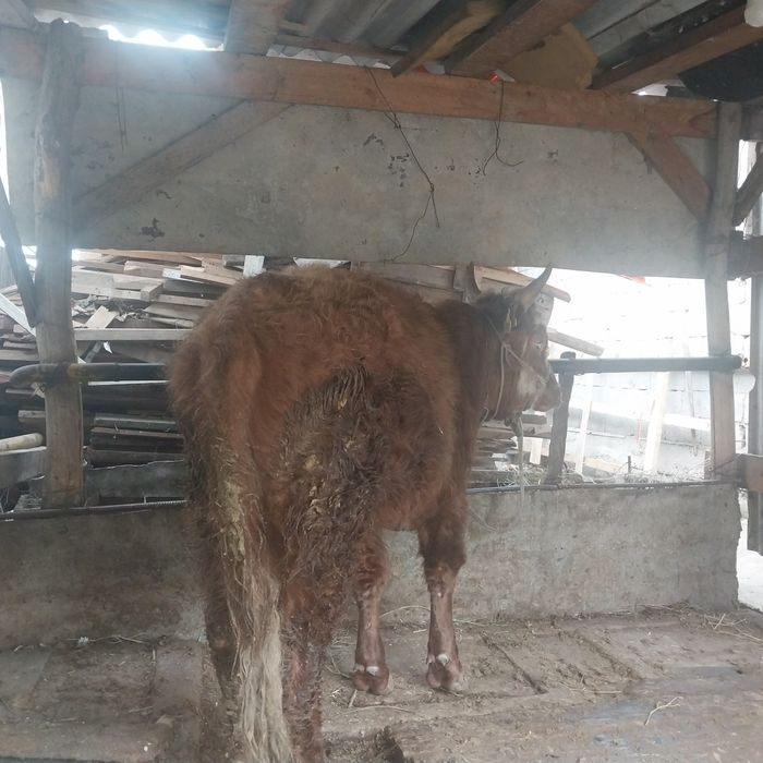 Бука ак бас сатылады