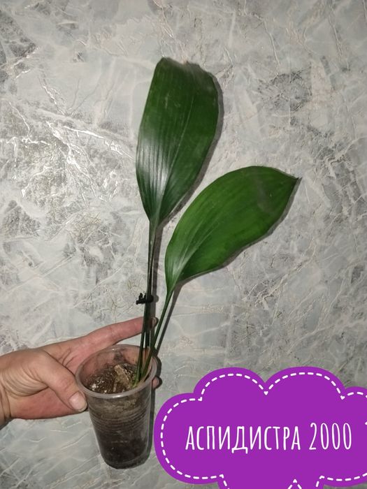 Цветы  комнатные