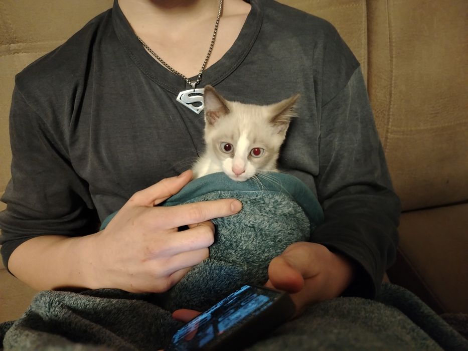 Отдам котят в добрые руки