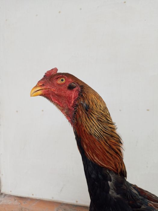 kulangi xoroz mokiyonlar