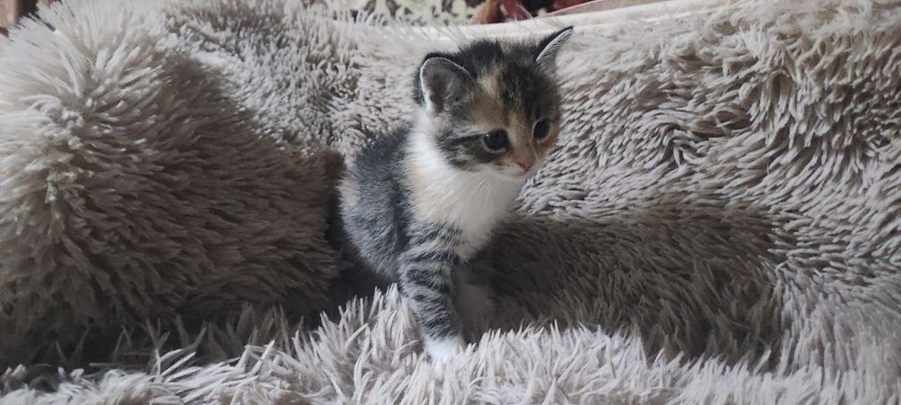 Продаются милые, ласковые котятки.