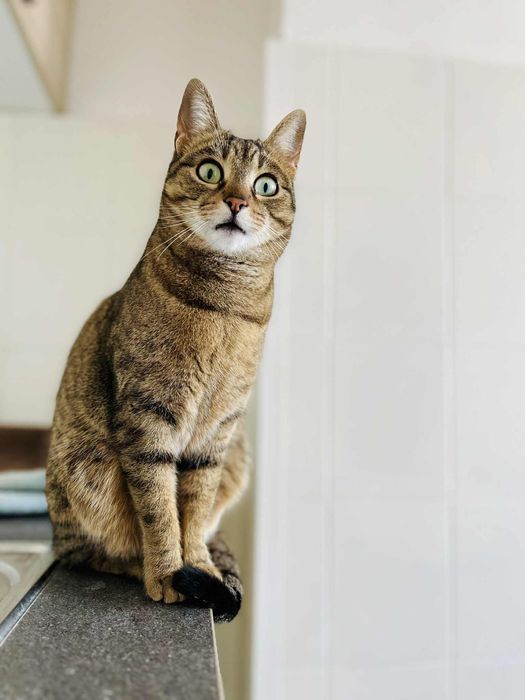 Котета за осиновяване