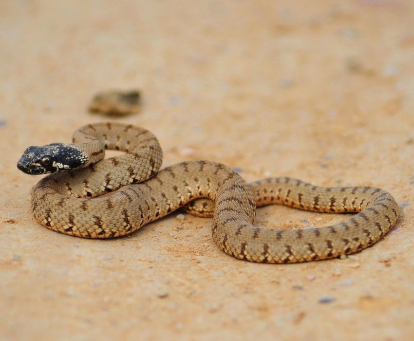 Дезинфекция против змей 24/7