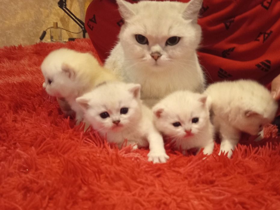 Продаются котята породы серебристые шиншилла