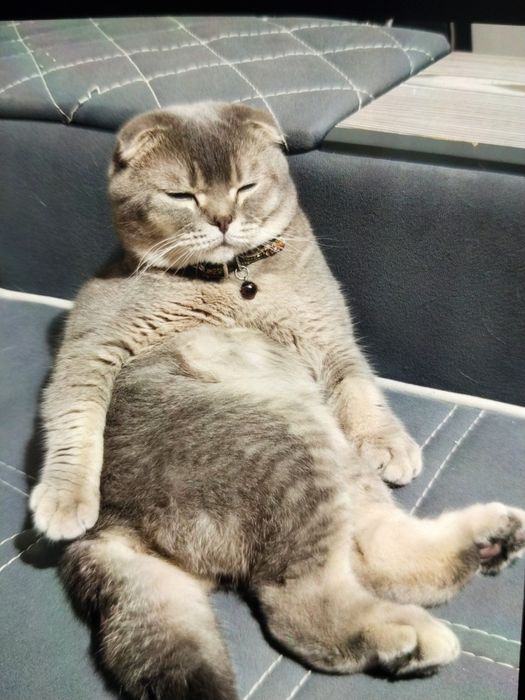 Продается  Кот  годовалый
