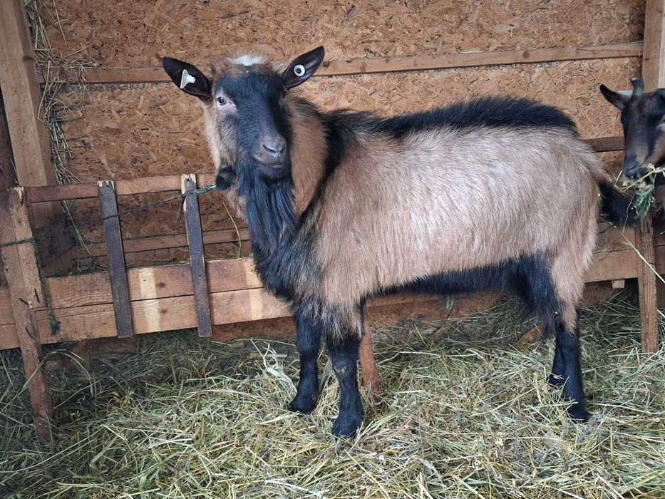 Tap alpin de vanzare