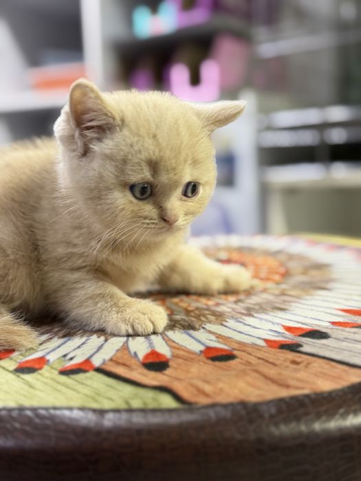 Котенок британец!