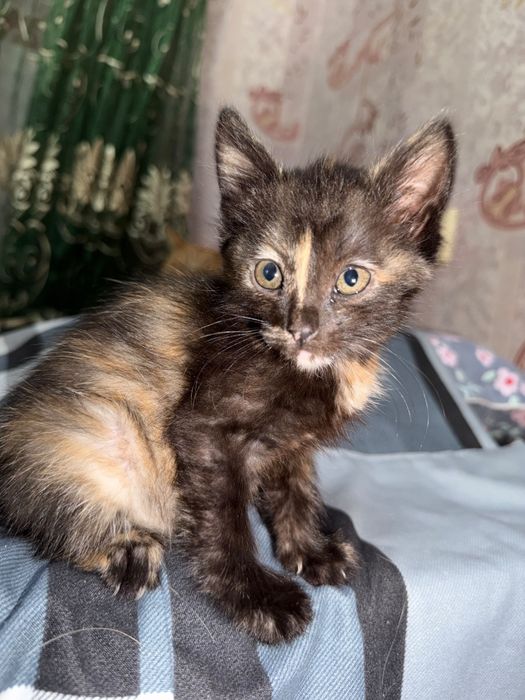 Красивые котята в добрые руки