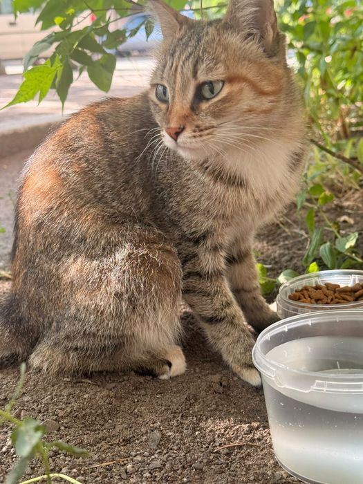 Кошечка ищет мам и пап