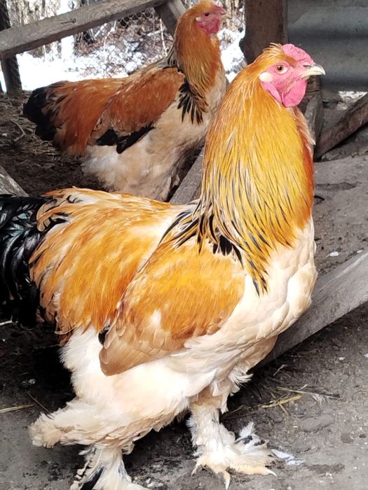 Петухи палевой брамы