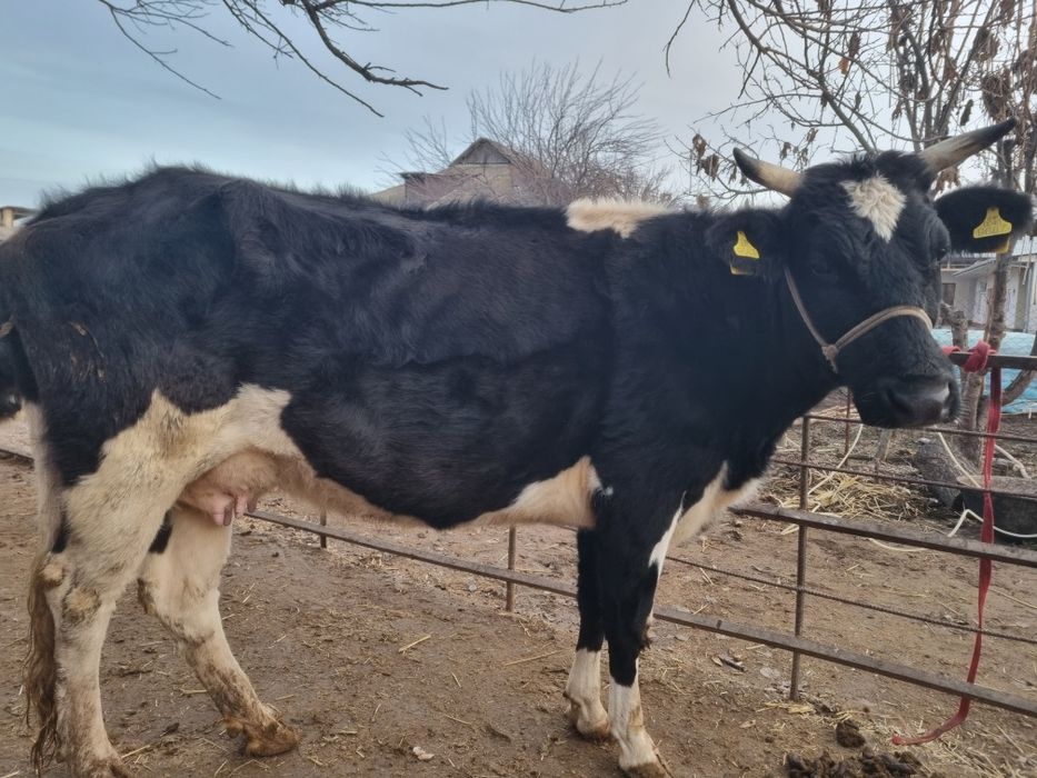 Ona bola sigir sotiladi