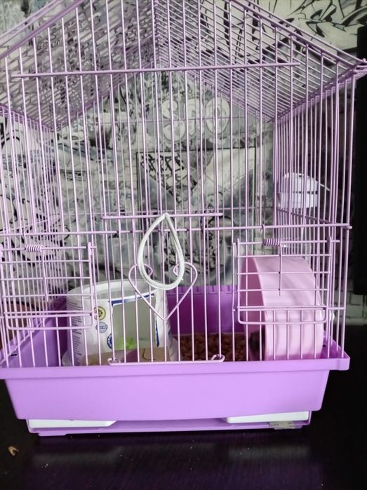 Хомяк ласковый, ручной, маленький мальчик